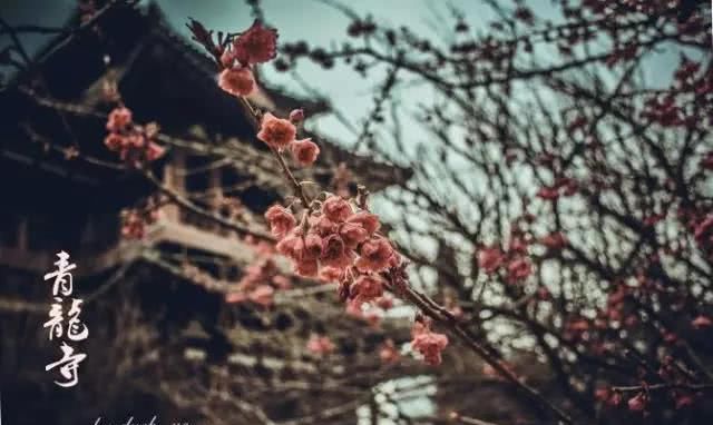 西安赏樱花最美的地方，日本人奉其为圣寺，国内旅游攻略甚少提及