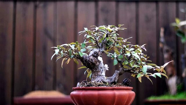  「用任」一种藤本农民以为没有用任其腐烂在山林，然不知有人靠