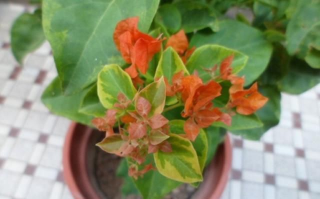  『三角梅』养三角梅，一点“施肥”小窍门，开花多又鲜艳，枝上满满全是花！