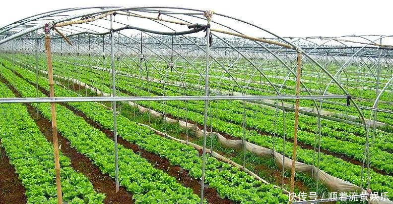  [收益]农村一种菜逐渐替代了大白菜，现在种植一斤5元，每亩收益