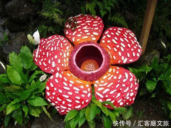 「罕见」大自然到底有多厉害?这些景象真是千年罕见!