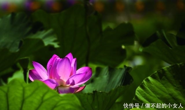 苏北小镇，隐藏着万亩荷花荡