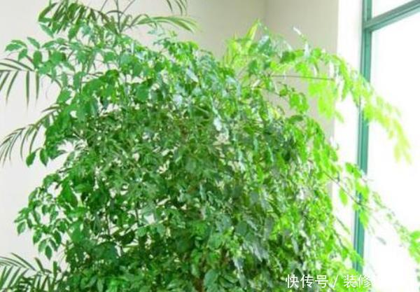 「家里」这3种树养在客厅“档次高”,镇宅又旺财,还能净化家里的空气!