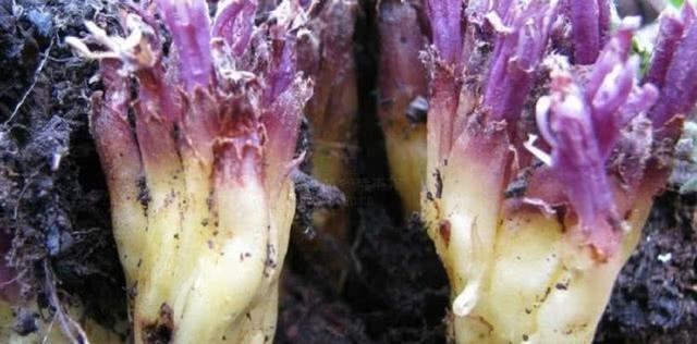 农村，您如果碰到这种植物，可别采挖太多了，价值极高稀罕