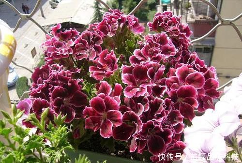  『养花』阳台养花选它，一年四季都开花，新手也会养，是盆栽佳品！