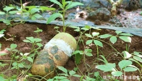  亩地能@农民种植一种蔬菜，批发价每斤0.5元，3亩地能赚多少钱？