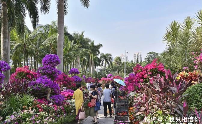 深圳城中最盛大花展，缤纷梦幻簕杜鹃花，犹如欧式花园