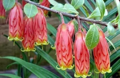  附生植物：植物能“自由”成什么样？教你几种“不要土”的附生植物...