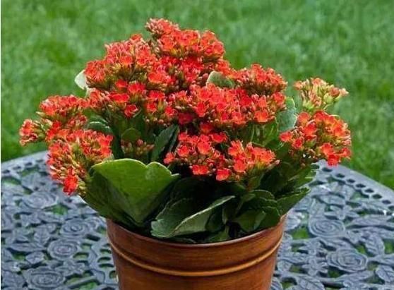  「花草中」这花号称“开花机器”,花多压弯枝,自家养的怎么开花越来越少?