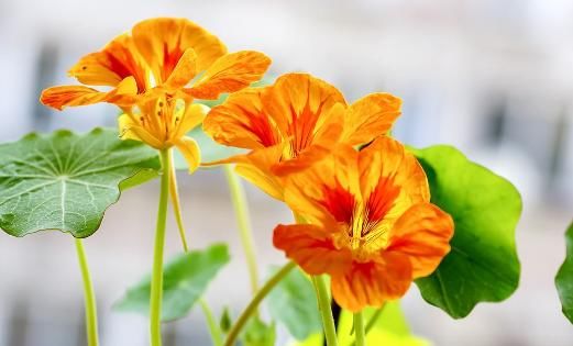  「小花」这4款小花，“吊”在阳台上养，不占地方，全年循环开花，灵动美