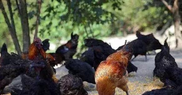  「黄鸡」准备养鸡的朋友，选这五个优质土鸡品种很不错，不愁不