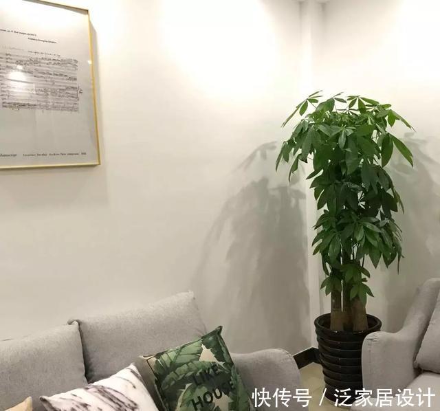 『兴旺』客厅一盆镇宅花,美化家居,旺家宅,越养越兴旺