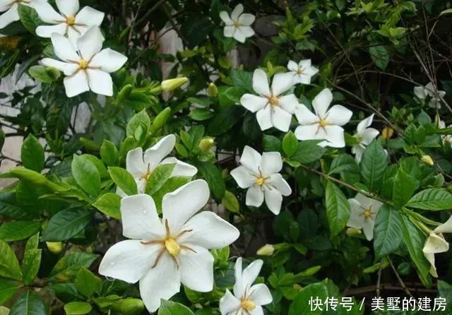 时间|栀子香气清香恬淡,眼下正是养护关键期,这几点要做好