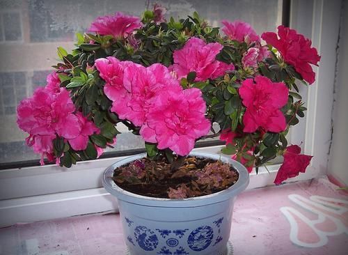 艳丽■喜欢养花花,就养“优雅妖娆艳丽”的花卉,花量大,花期长,妩媚