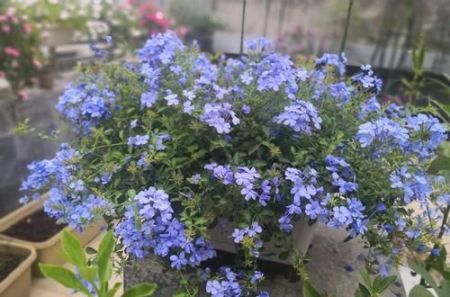  [家里]“待机超长”几种花，漂亮好养花量大，选1盆摆家里，天天似春