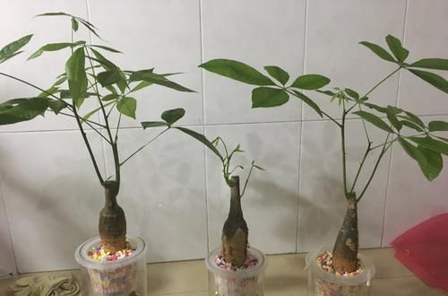  『关系』发财树水培扦插5妙招，选对枝条是关键，扦插方式关系到快生根