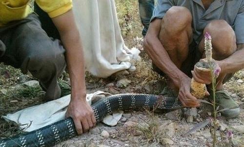农村大爷在野外抓住一条过山峰，几个人才能摁的住