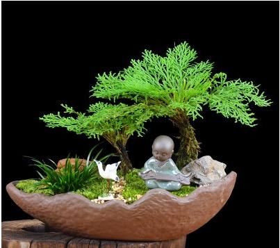  [值钱]这植物是难得盆栽佳品，野外游玩碰到记得挖回家，越养越值钱