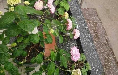  「超生」绣球花第一年开花就成了超生游击队需要修剪吗？会不会导致大小年