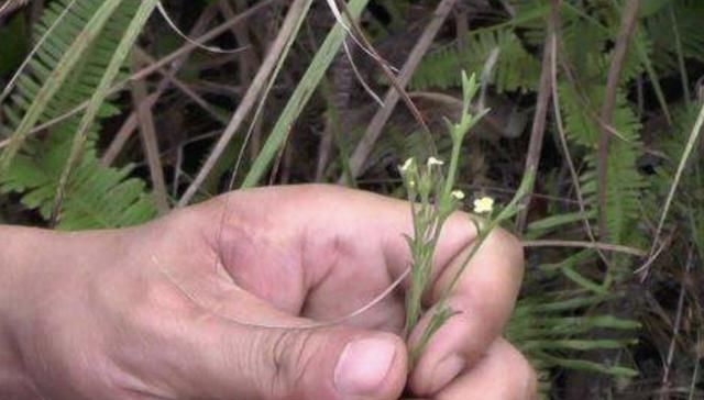  药草@长在农地里，人称疳积草，看着没有1米高，却是“药草”，