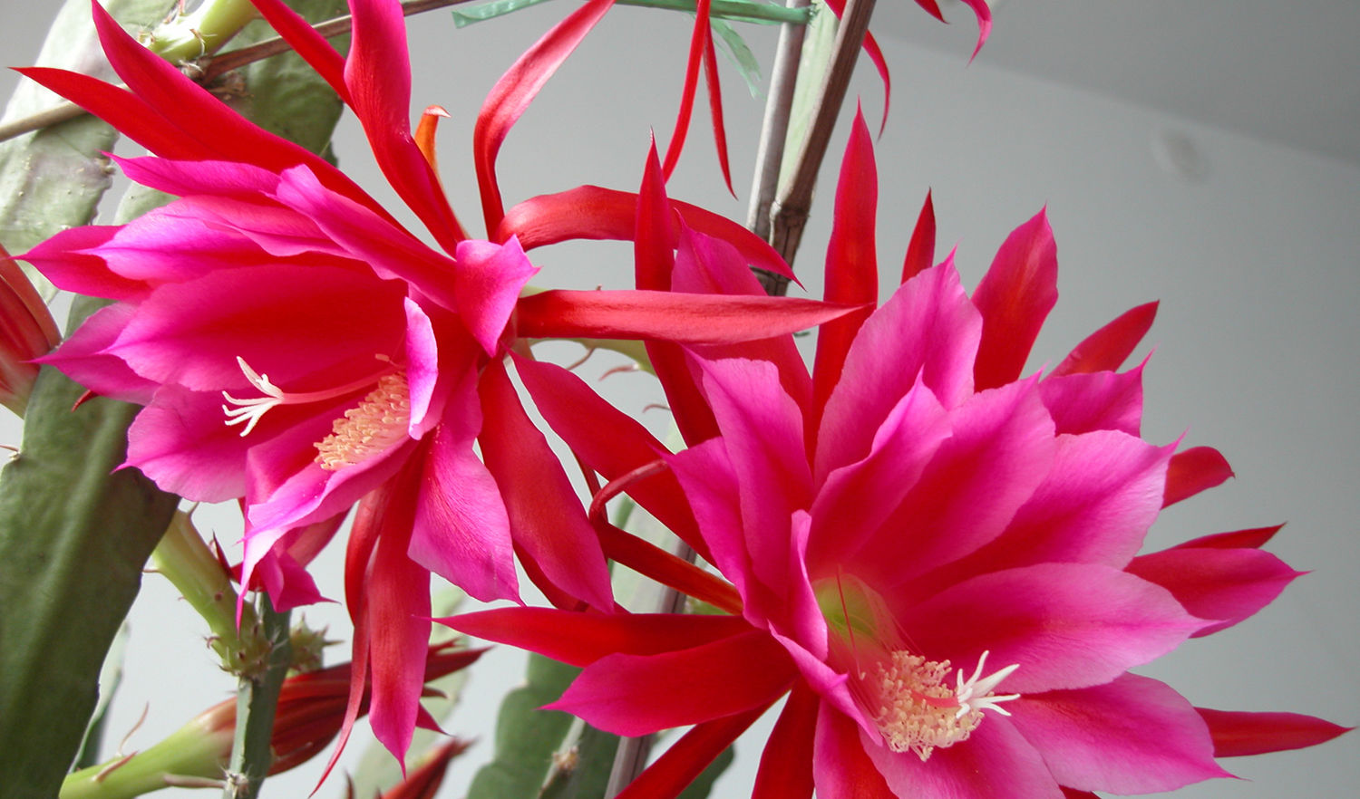  『观赏价值』花朵硕大,花色鲜艳的大岩桐,花期长,有很好的观赏价值