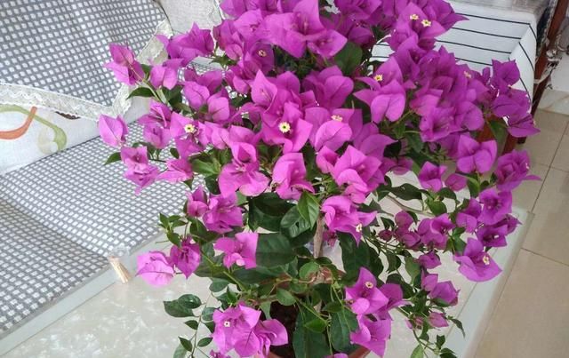  『棵三角』花市买的三角梅,春天换盆时发现塑料袋,想挽救很难了