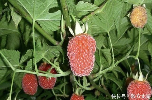 1种“杂草”能结果，被称为“树莓”，小时候不敢摘，如今少见！