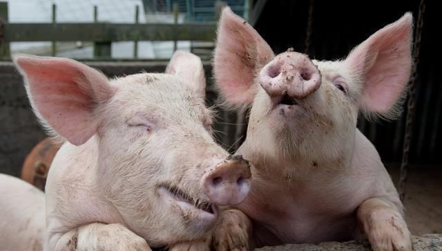  【菜籽渣】在农村，榨油坊榨油不要钱，用油渣抵扣加工费，榨油