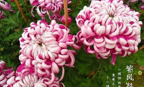  『阳台』这四款花卉，一年四季开花不断，花朵美艳动人，养在阳台变花海