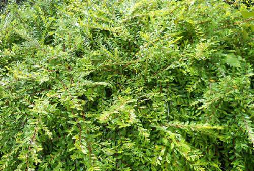 地里这种野草，农民都把拔掉喂牲口，但它的价值却让人大跌眼镜