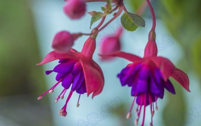 『露养』不适合室内养的5种花草,入手要谨慎,没有露养条件白花钱