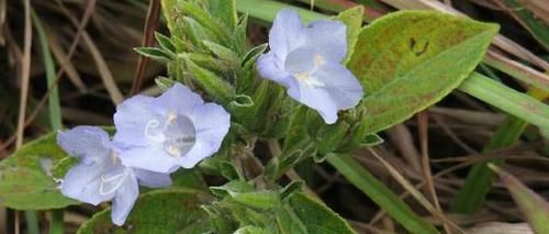  带回家：它是清肺止咳“特效药”，农村很常见，见了记得带回家！