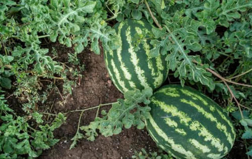 农民种植西瓜，总会往西瓜上“压石头”，其作用一般人都不会懂！