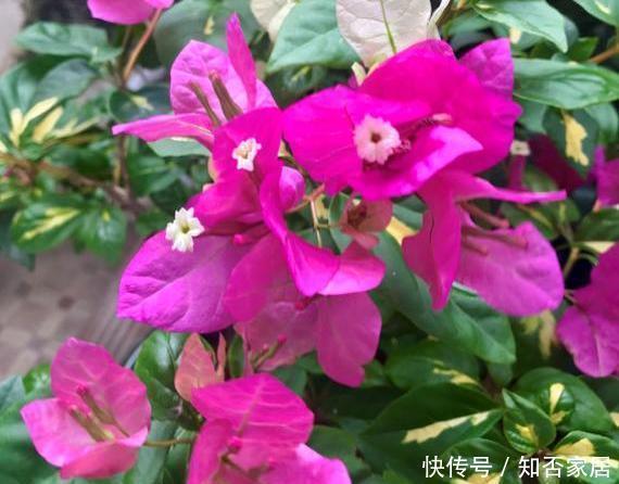  开花比较勤|三角梅“催花期”怎么施肥？学会“花期施肥法”，一年四季开不断