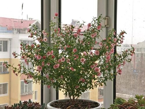  『玉蝶』喜欢菊花，就养盆“珍贵名菊”白十八，似玉蝶偏偏，清新淡雅