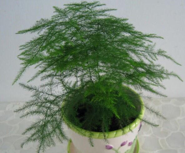  『大白』3种“吃土花”，1年不换盆，大白根挤满整个盆，土都被“吃”光