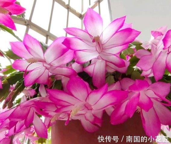  【家里】春天家里养此款花，花期长花量大，剪个枝插土里就活