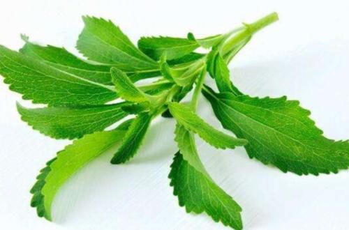  【甜叶菊】有一种含糖量很高的农作物，种1亩，收获1万