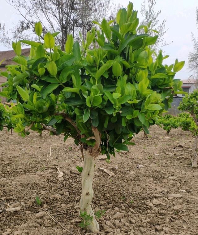  『农药』金银花盆栽的叶片一碰就掉叶？以为是浇水，结果是病，农药伺候吧