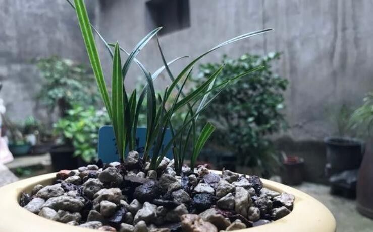  大叔■农村大叔养兰花真有一套，不花钱买花肥和植料兰芽照样呼