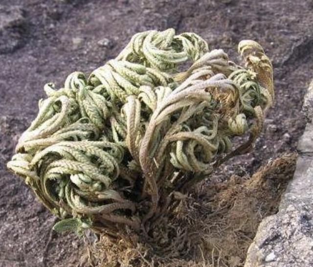  【增值】1种“野草”值钱，喜欢长在山坡上，挖来1棵当“盆栽”