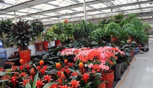  『假花』在花卉市场买花，要牢记“3不看”，不然买回“假花”，一养就死