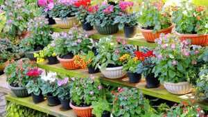  『没过多久』揭秘花店老板的套路：3种花不要买，不然没过多久只剩个空盆