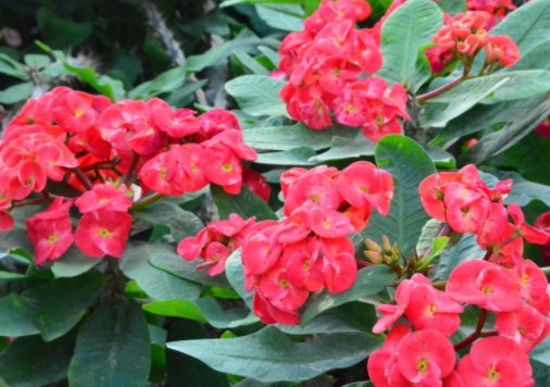  『身心健康』卧室里万万别养这些花，轻则影响睡眠，甚者危害身心健康！