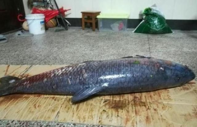  [不乐意]它是“四大家鱼”之首，市场15元1斤，为何农民却不乐意