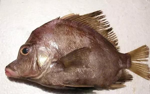  「东山叫红」46种海钓常见的鲷类鱼，最后一种高价的鱼原来也是鲷鱼，才知道