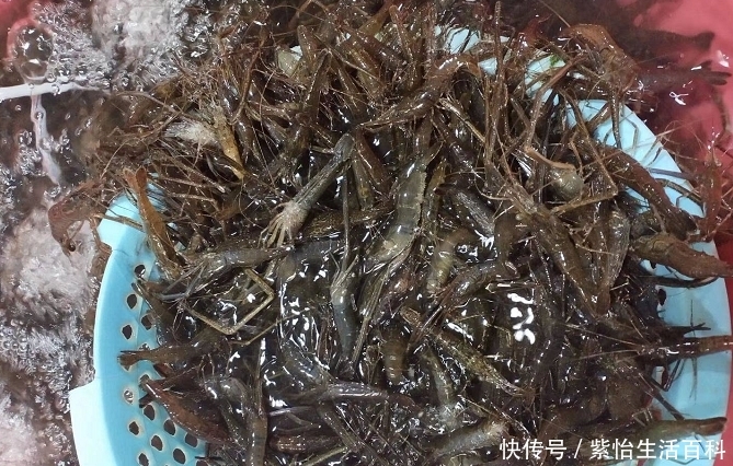  小龙虾@河流中的小虾米，市值一斤50元，农民：养它还不如养小龙
