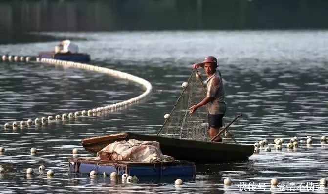  等级■长江已到“无鱼”等级！难道未来要依靠“人造鱼”