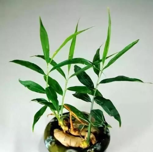  技巧■富贵竹水培有“技巧”，这样做，根系疯长，黄叶不再有！