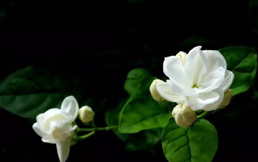  花苞■这几种常见花,夏天一定要遮阴养护!没了几天就干枝黄叶死翘翘!